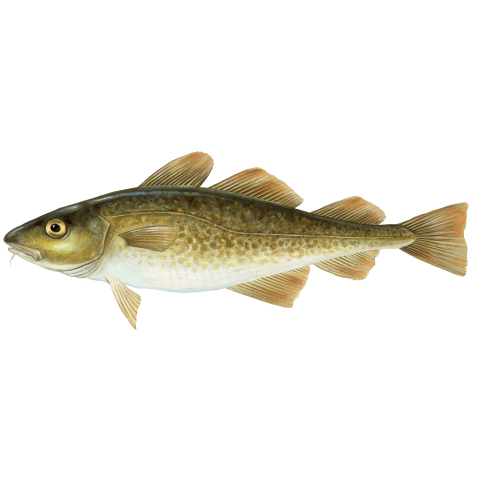 Bacalao