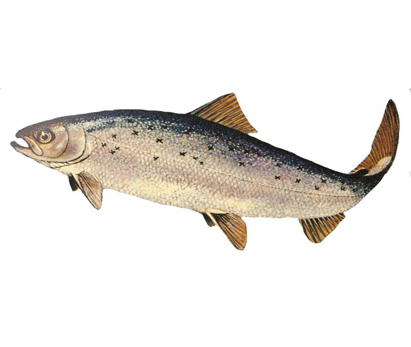 Salmón