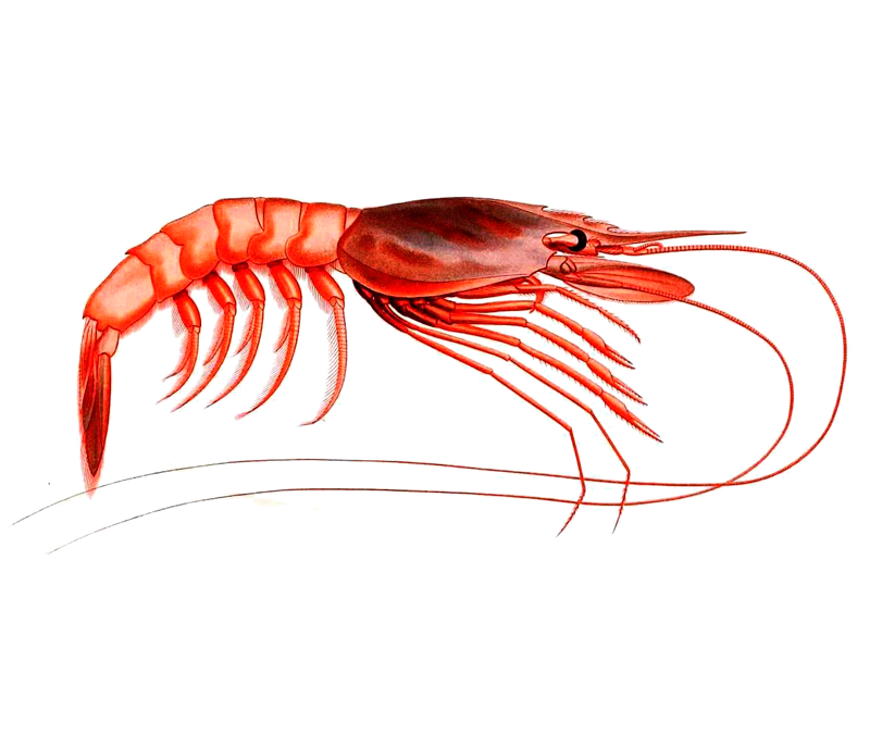 Langostino