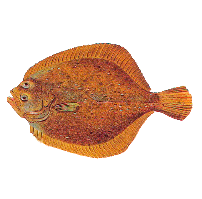 Rodaballo