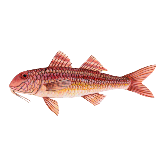 Salmonete