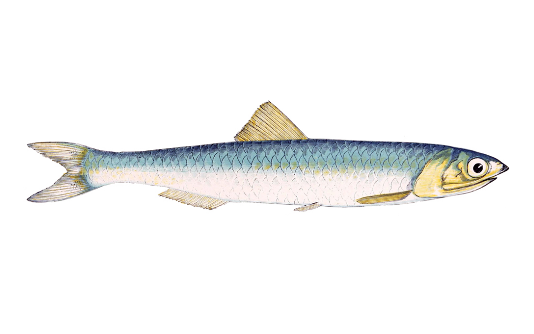 Boquerón