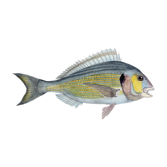 Dorada