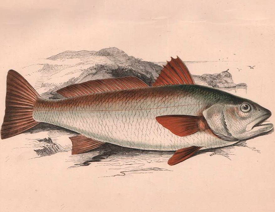 Corvina